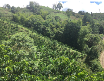 Colombia El Paraiso Lychee Double Fermentation