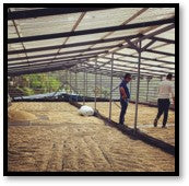 Colombia Catuai Washed