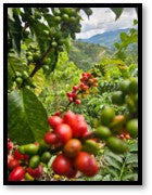 Colombia Catuai Washed