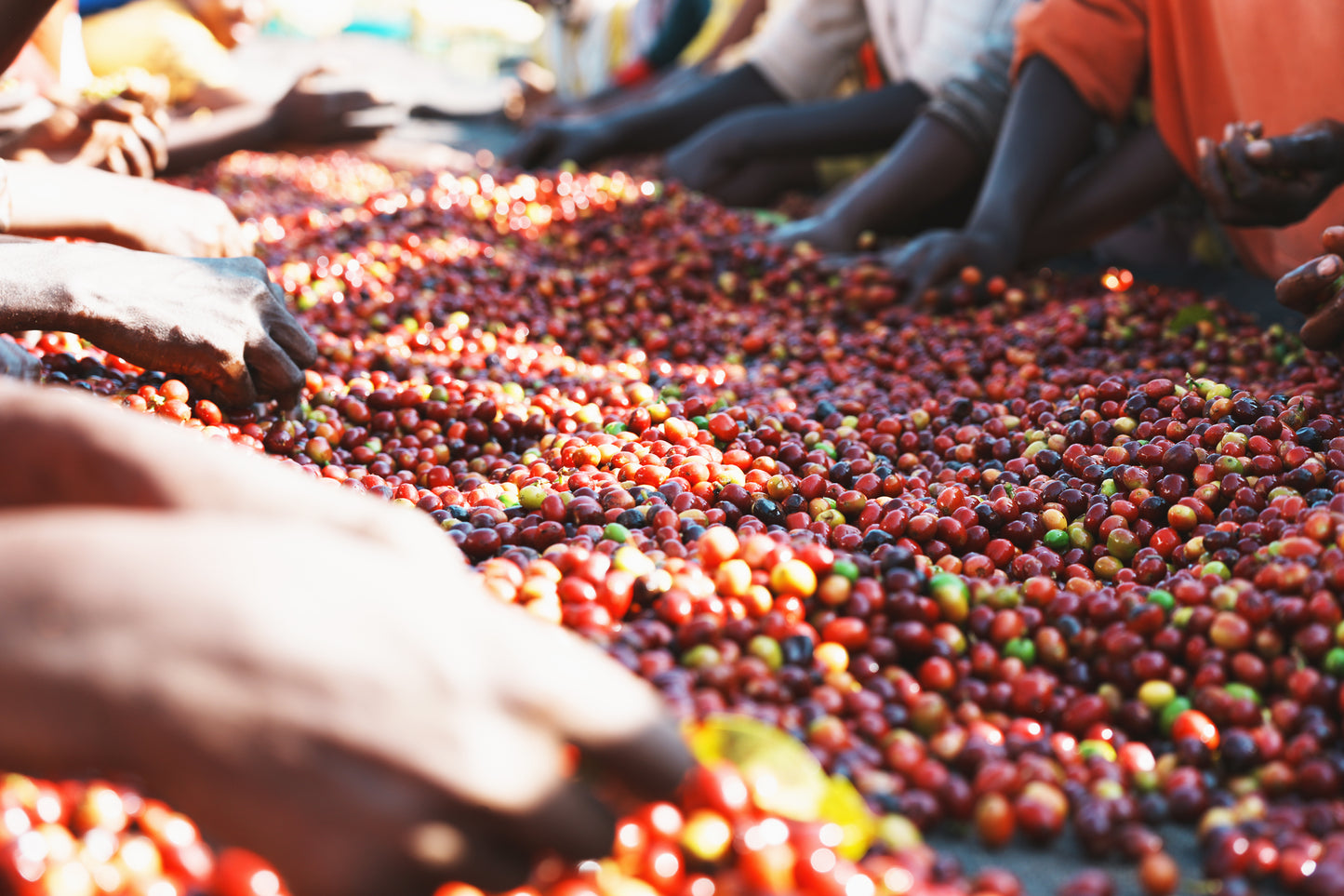 Ethiopia Dimtu Natural