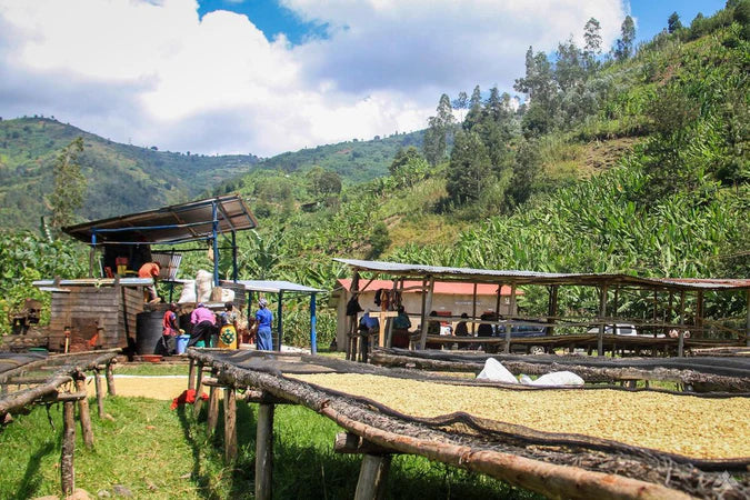 Rwanda Vunga Hydro Honey