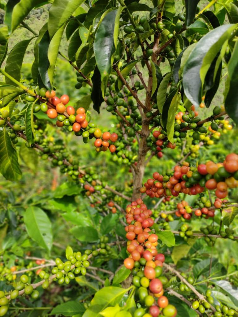 Colombia Las Flores Pink Bourbon Washed
