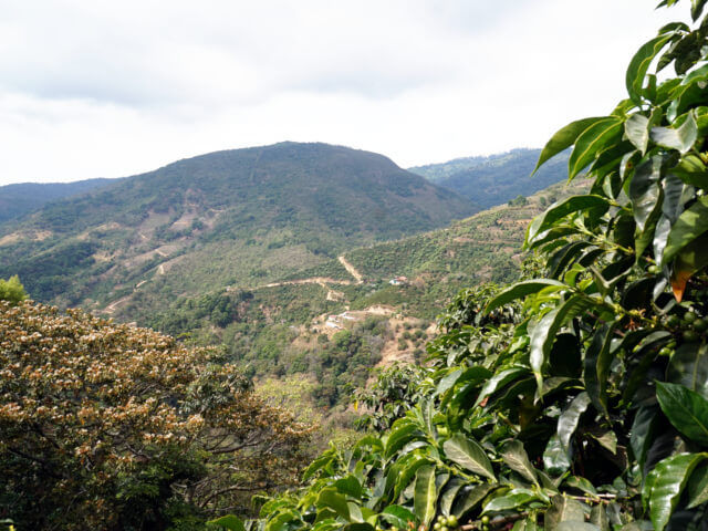 Costa Rica Los Angeles Yellow Honey