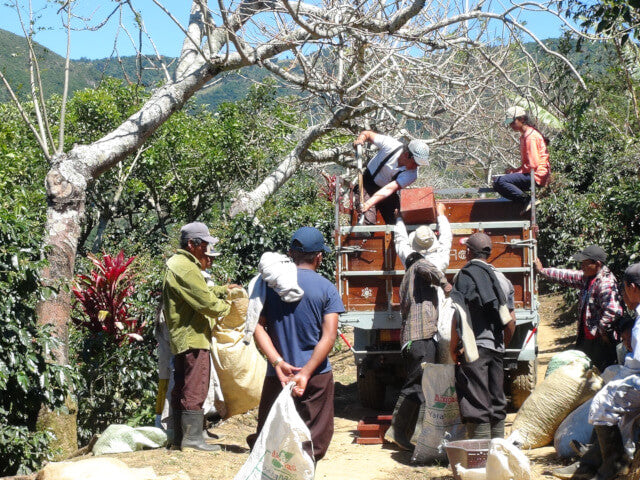 Costa Rica Los Angeles Yellow Honey