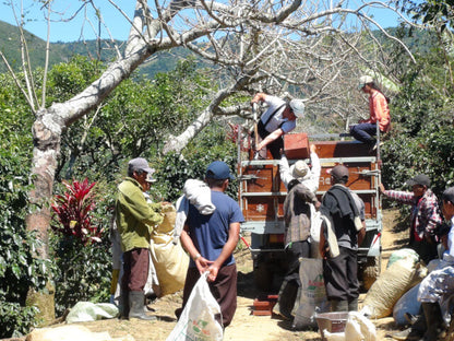 Costa Rica Los Angeles Yellow Honey