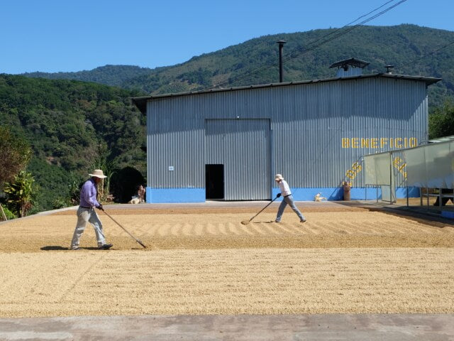 Costa Rica Los Angeles Yellow Honey