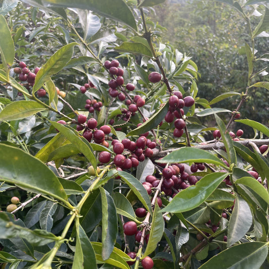 Ethiopia Shantawene Natural