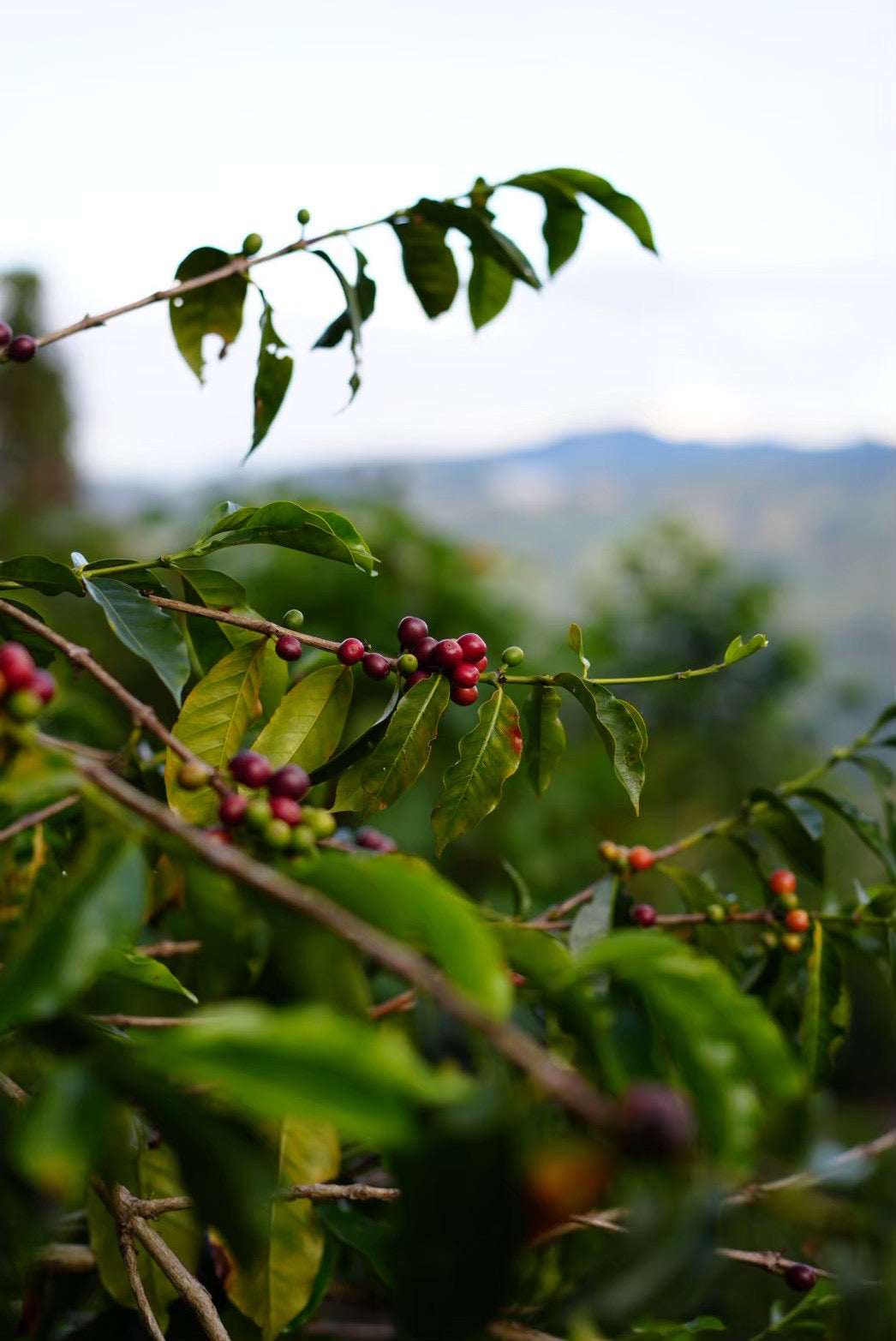 Colombia La Natura Wush Wush Cereza Honey