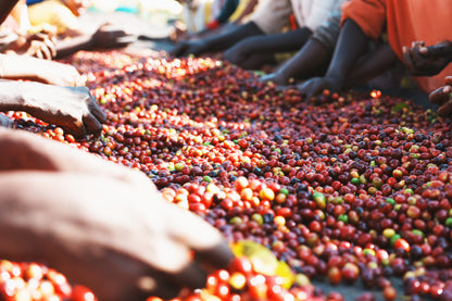 Ethiopia Dimtu Natural