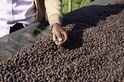 Ethiopia Dimtu Natural