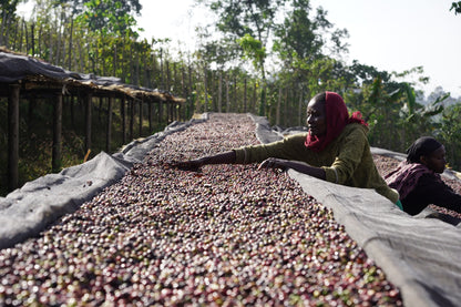 Ethiopia Dimtu Natural