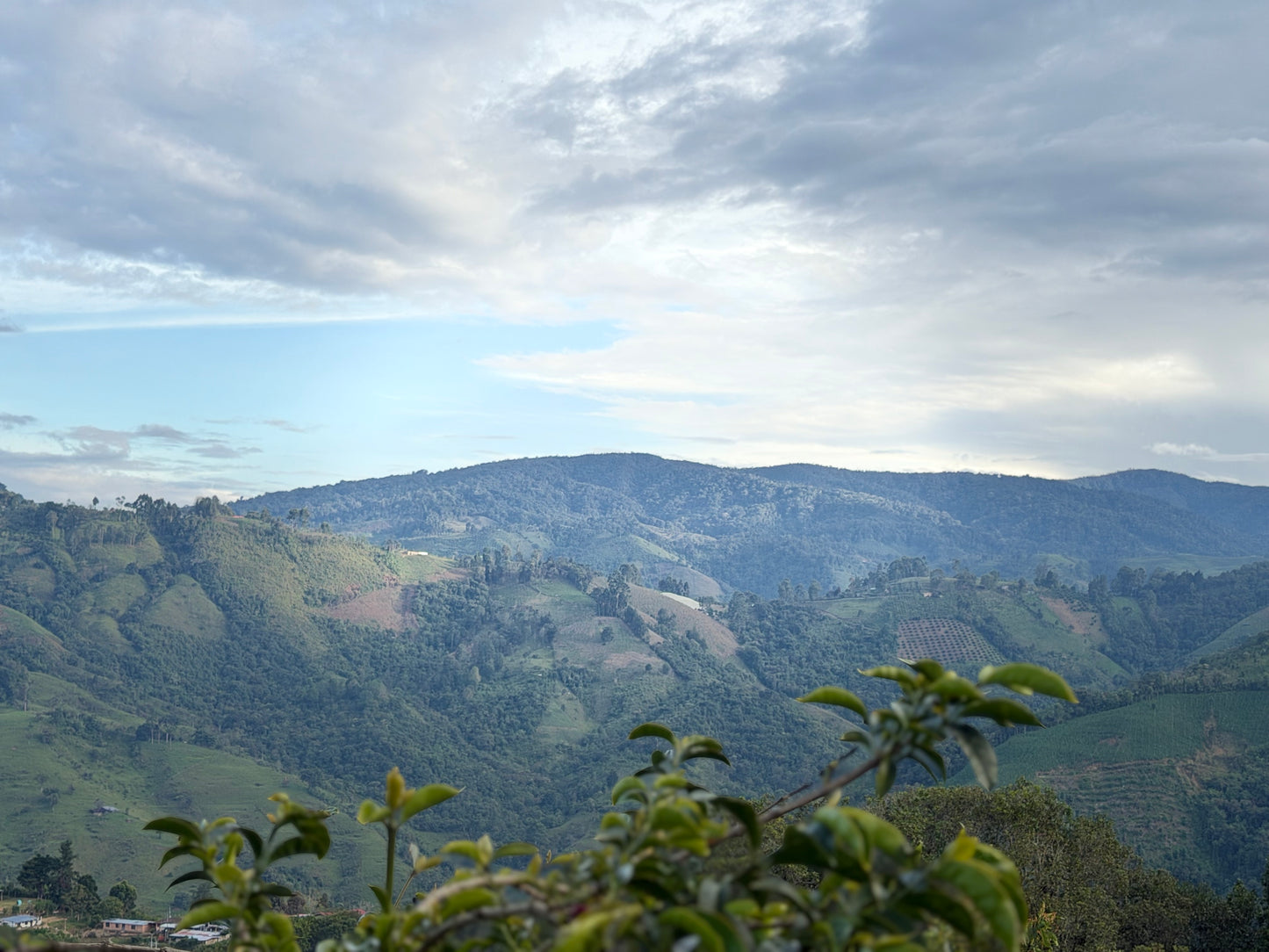 Colombia La Natura Wush Wush Cereza Honey