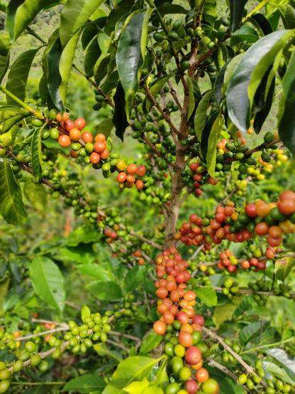 Colombia Las Flores Pink Bourbon Washed